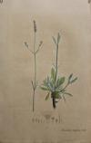 Lavendel