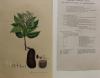 Hymenaea courbaril