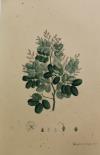 Lederartige Copaifera